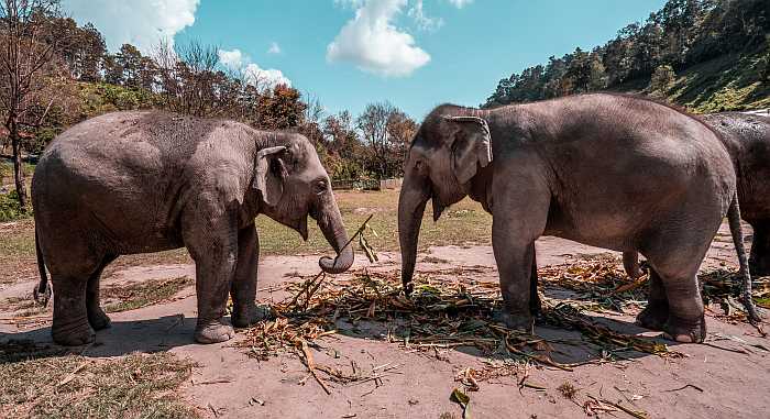 Elephant sanctuary in Thailand. 